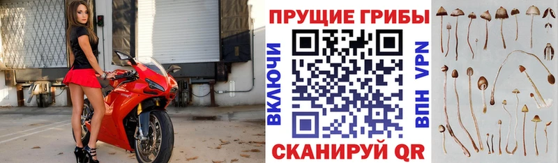 Купить  Духовщина  Псилоцибиновые грибы Psilocybe 